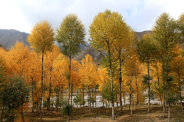 ��Ҷ����